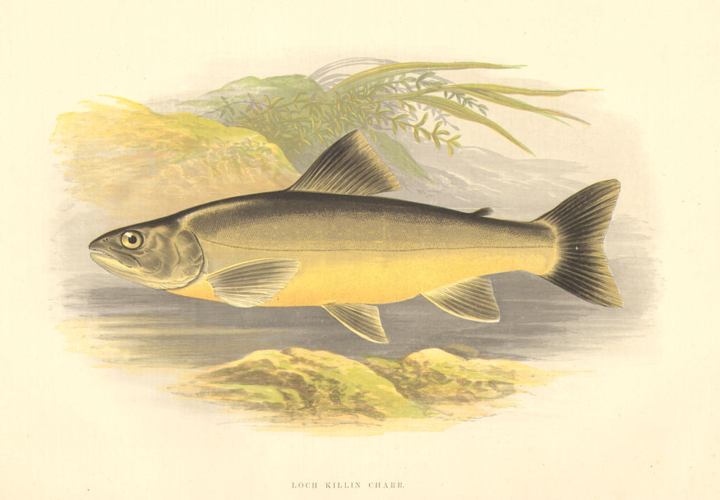 FRESHWATER FISH. Loch Killin Charr (Salmo killinensis) - Houghton / Lydon 1879